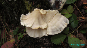 Tyromyces_chioneus_KYI_20161009_03.jpg