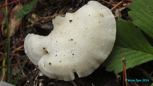 Tyromyces_chioneus_KYI_20161009_04.jpg