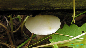 Tyromyces_kmetii_KYI_20160824_02.jpg