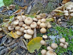 Psathyrella_ piluliformis_KSM_20151031.JPG