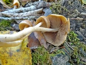 Psathyrella_ piluliformis_KSM_20151031_01.JPG