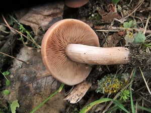 Psathyrella_piluliformis_OK_20131006 (1).jpg