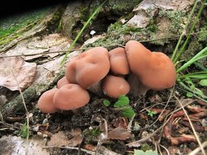 Psathyrella_piluliformis_OK_20131006 (2).jpg