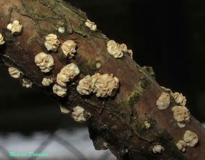 Chlorociboria_glauca_NND_20151220-2.jpg