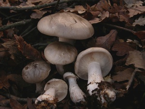 Clitocybe-nebularis_01.jpg