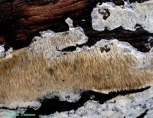 Dentipellis_fragilis_NND_20170227-1.JPG