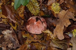 Hygrophorus_russula_PSA_20161105-01.jpg