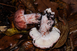 Hygrophorus_russula_PSA_20161105-04.jpg