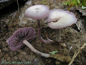 Laccaria_amethystina_AYV_20120904.jpg