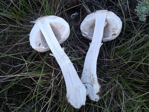 Leucoagaricus_leucothites_AMD_20160905.jpg