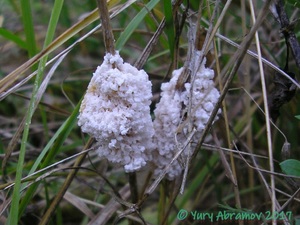 Mucilago_crustacea_AYV_20131013.jpg