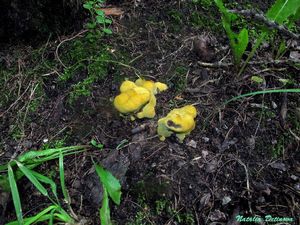 Phaeolus_schweinitzii_NND_20160723-5.JPG