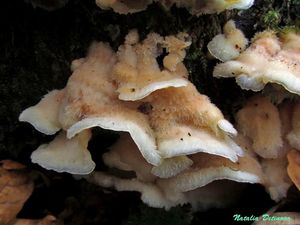 Phlebia_tremellosa_NND_20161003-1.JPG