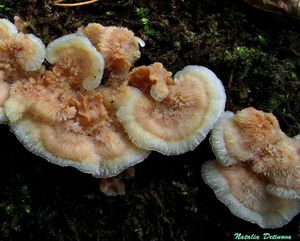 Phlebia_tremellosa_NND_20161003-2.JPG