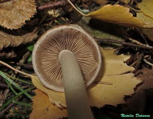 Psathyrella_piluliformis_NND_20141014-2.JPG