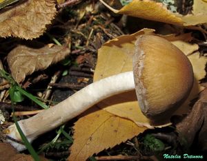 Psathyrella_piluliformis_NND_20141014-3.JPG