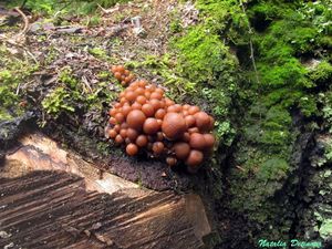 Psathyrella_piluliformis_NND_20150905-1.JPG