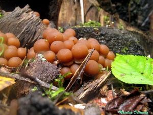 Psathyrella_piluliformis_NND_20150905-2.JPG