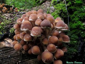 Psathyrella_piluliformis_NND_20150908-1.JPG