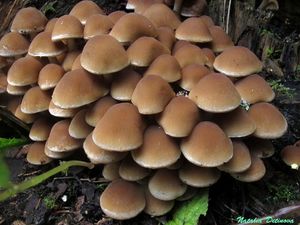 Psathyrella_piluliformis_NND_20150908-3.JPG