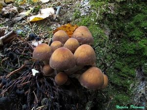 Psathyrella_piluliformis_NND_20151005-1.JPG