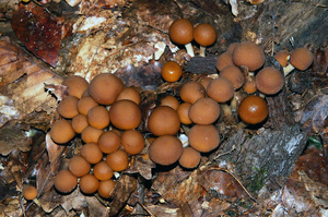 Psathyrella_piluliformis_PSA_20160926-05.jpg