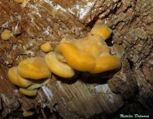 Pycnoporellus_fulgens_NND_20160801-1.jpg