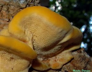 Pycnoporellus_fulgens_NND_20160801-3.JPG