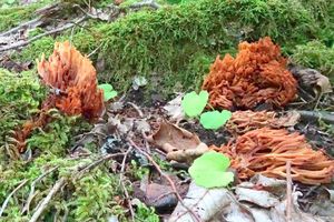 Ramaria_fagetorum_KSM_20150606.JPG