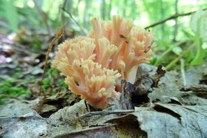 Ramaria_fagetorum_KSM_20160521.JPG