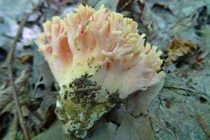 Ramaria_fagetorum_KSM_20160521_01.JPG