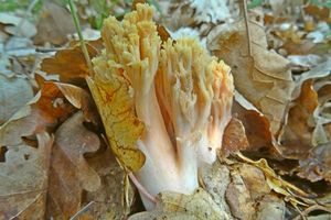 Ramaria_fagetorum_KSM_20160529.JPG