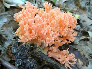 Ramaria_subbotrytis_KSM_20140521.JPG