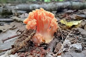 Ramaria_subbotrytis_KSM_20150615.JPG