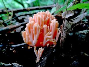 Ramaria_subbotrytis_KSM_20160513.JPG