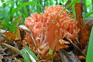 Ramaria_subbotrytis_KSM_20160524.JPG