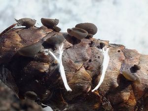 Rutstroemia_bulgarioides_IVM_20170315-7.jpg