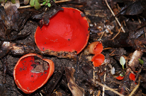 Sarcoscypha_coccinea_PSA_20170228-02.jpg