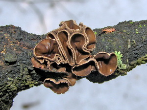 Sclerencoelia_fascicularis_IVM_20120414-1.jpg