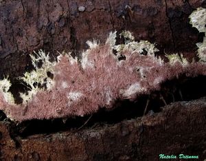 Steccherinum_fimbriatum_NND_20160408-2.jpg