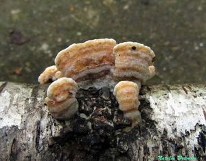 Steccherinum_ochraceum_NND_20161003-1.JPG