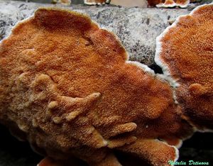 Steccherinum_ochraceum_NND_20161003-3.JPG