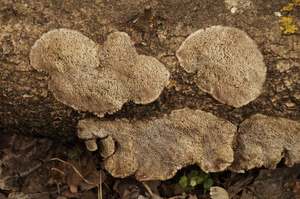 Trametes_trogii_PSA_20170313-02.jpg