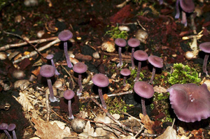 laccaria-amethystina_PSA_2016-02.jpg