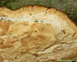 Oxyporus corticola 128.jpg