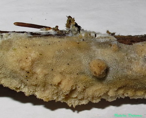 Oxyporus corticola 115.jpg