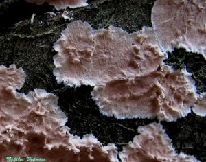 Corticium_roseum_NND_20161025-3.jpg