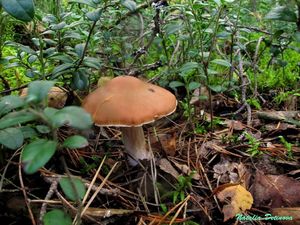 Cortinarius_armeniacus_NND_20160903-3.JPG