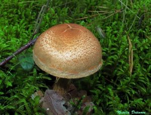 Cortinarius_armillatus_NND_20160904-1.JPG