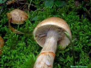 Cortinarius_armillatus_NND_20160904-4.JPG